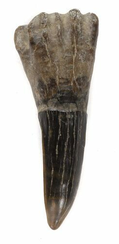 Cretaceous Sawfish (Ischyrhiza) Barb - Texas #42309